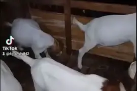 Goats