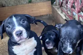 Fun Loving American Bully Pups needing new home