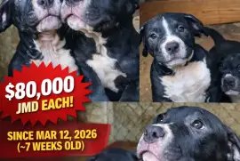 Fun Loving American Bully Pups needing new home