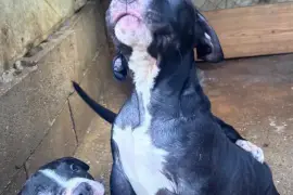 Fun Loving American Bully Pups needing new home