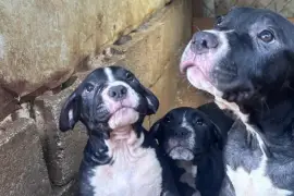 Fun Loving American Bully Pups needing new home