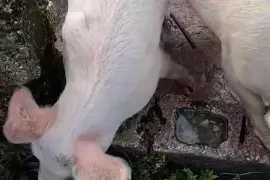 3 Pigs