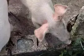 3 Pigs