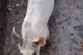 3 Pigs