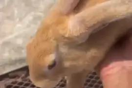 🐰 FLEMISH GIANT RABBITS