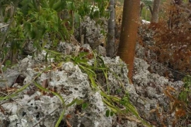 Residential land
