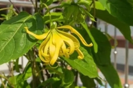 🌳💛🌼YLANG YLANG TREE 🌼💛🌳