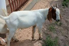 Graded ram(nubian/boer)