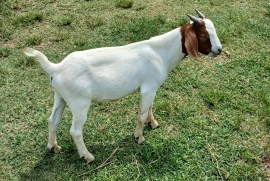 Graded ram(nubian/boer)