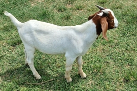 Graded ram(nubian/boer)