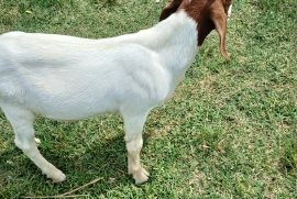 Graded ram(nubian/boer)