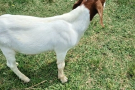 Graded ram(nubian/boer)