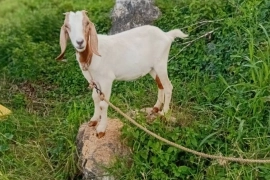 Goat