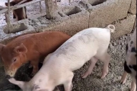 Pigs