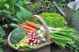 ?? Garden vegetable plants to start your summer garden ??