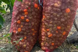 Scotch Bonnet Pepper