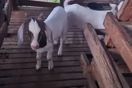 2 Bucks