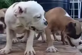Fully vaccinated female bulldog puppies