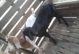 Two Female Goats