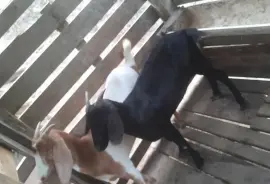 Two Female Goats