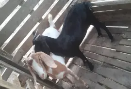 Two Female Goats