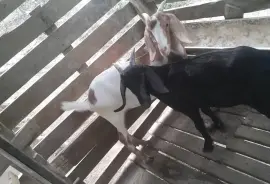Two Female Goats