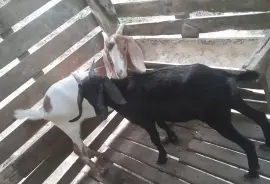 Two Female Goats