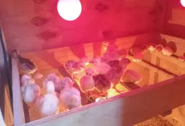 Ducks, Chicks and Turkeys