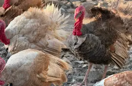 Ducks, Chicks and Turkeys