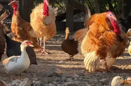 Ducks, Chicks and Turkeys