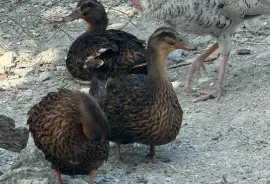 Ducks, Chicks and Turkeys