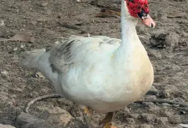 Ducks, Chicks and Turkeys