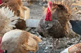 Ducks, Chicks and Turkeys