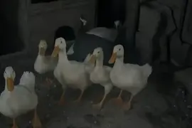 Ducks, Chicks and Turkeys