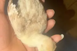 Ducks, Chicks and Turkeys