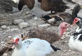 Ducks, Chicks and Turkeys