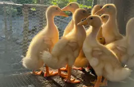 Ducks, Chicks and Turkeys