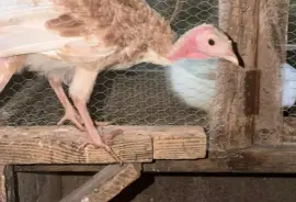 Ducks, Chicks and Turkeys