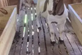 Solid Purebred Boer buck