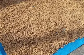 Peanuts