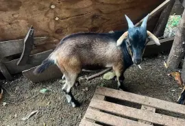 First time mada and 4 months old ram kid