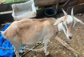 First time mada and 4 months old ram kid