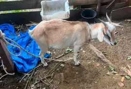 First time mada and 4 months old ram kid