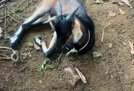 First time mada and 4 months old ram kid