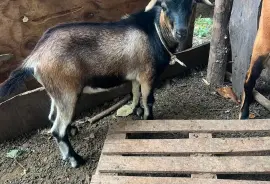 First time mada and 4 months old ram kid
