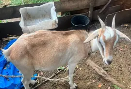 First time mada and 4 months old ram kid