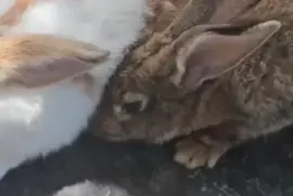 Rabbits