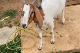 Boer She Goat