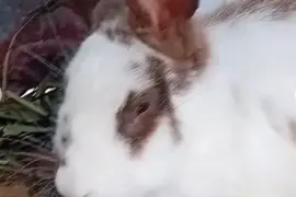 Rabbits