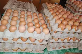 Eggs